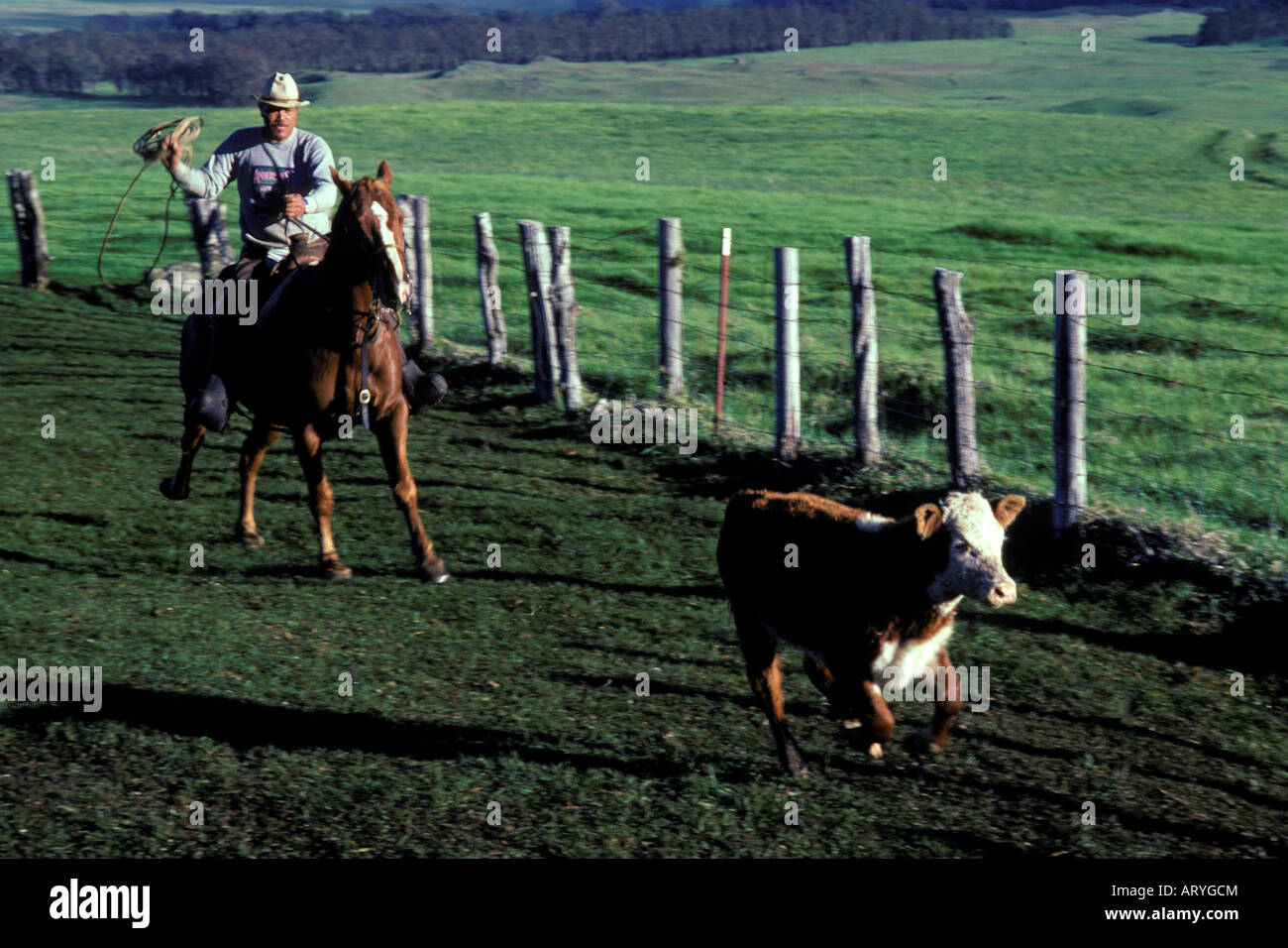 Paniolo (Cowboy) Rinder, Parker Ranch, Waimea aufrunden Stockfoto