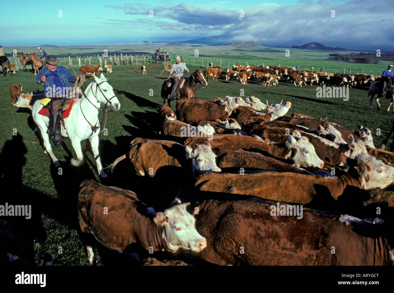 Paniolo (Cowboys) Rinder, Parker Ranch, Waimea aufrunden Stockfoto