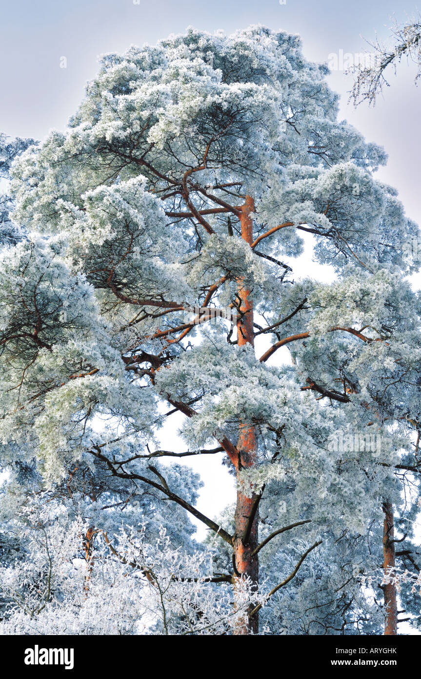 Baum im Winterkleid, Limbach, Odenwald, Baden-Württemberg, Deutschland Stockfoto