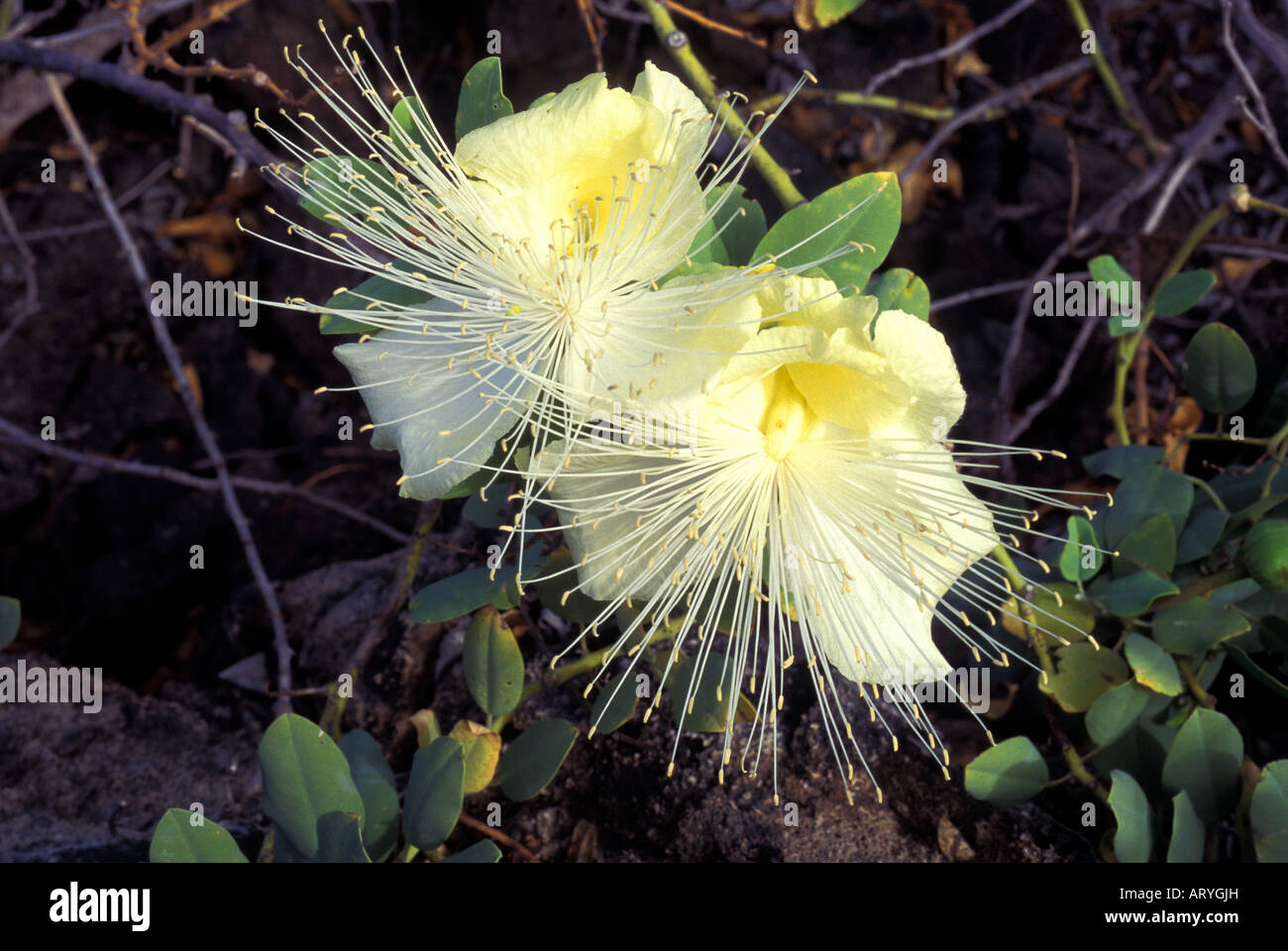 Maiapilo (Capparis Sandwichiana) ist eine niedrig wachsende Küsten Strauch,  eine vom Aussterben bedrohte einheimische hawaiianische Pflanze, Kaupulehu  Stockfotografie - Alamy