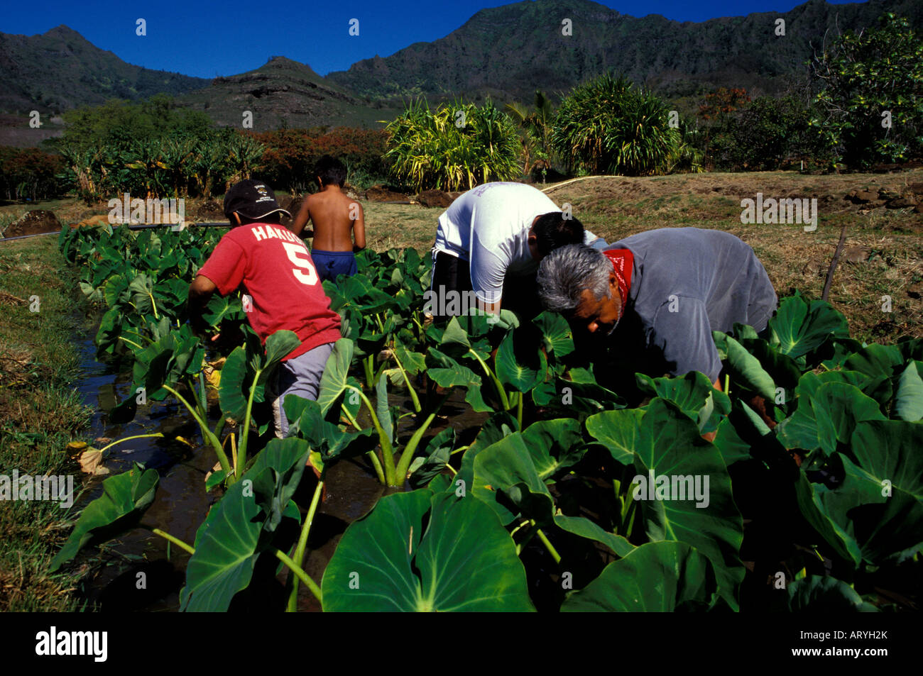 Arbeiten in der Kalo-Loi (Taro Teich) bei Kaala Bauernhöfe, eine hawaiianische Kultur Lernzentrum in Waianae Stockfoto