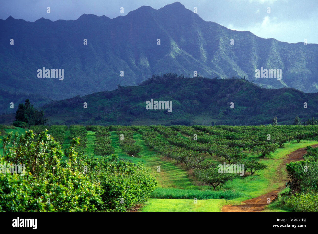 Guave Baum Obstgarten am Kilauea agronomische, Inc., Insel Kauai Stockfoto