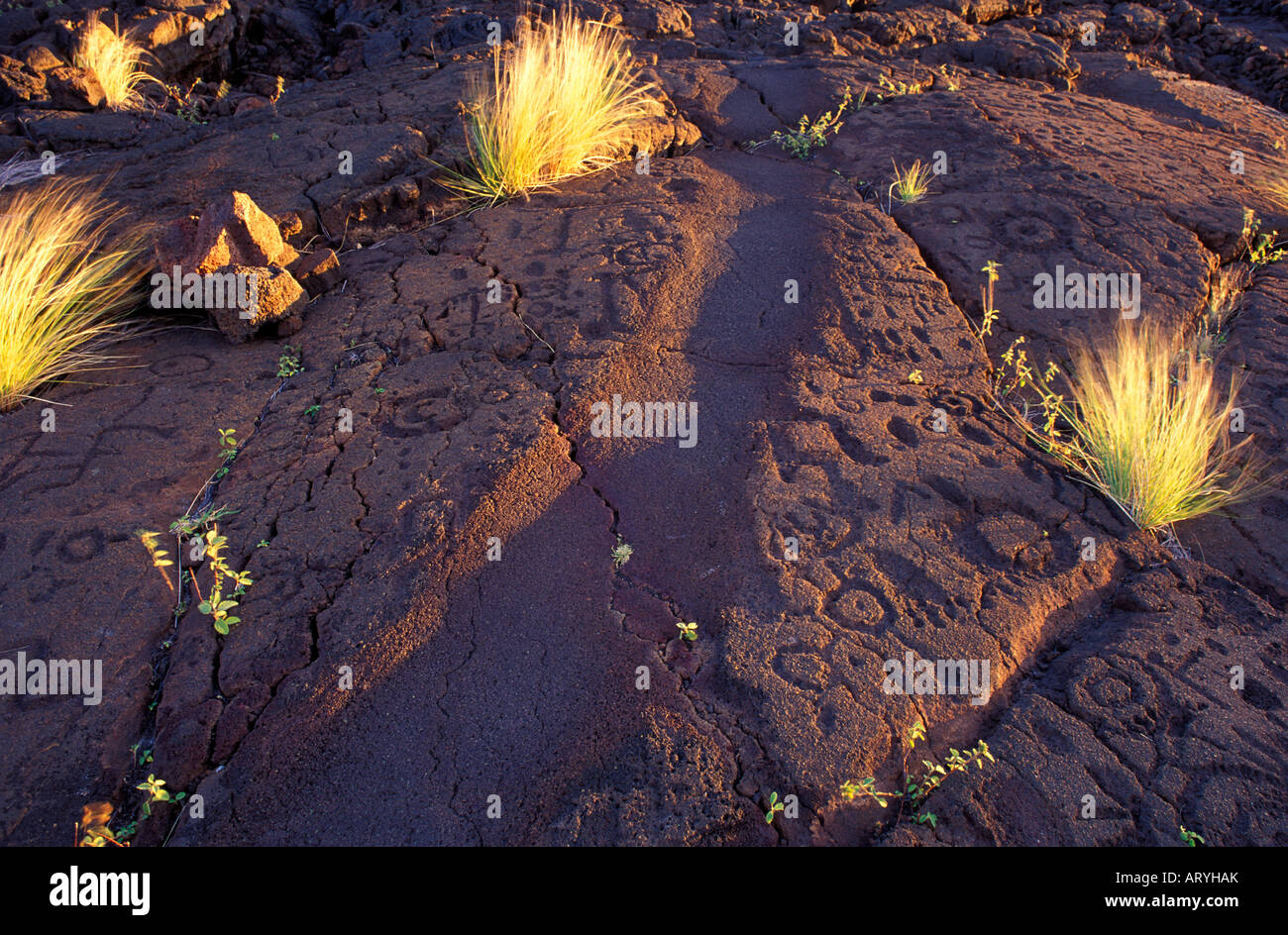 Petroglyphen auf dem Alaloa Trail, ein Teil der Naalahele Hawaii landesweiten Trail & Zutrittssystem, South Kohala Stockfoto