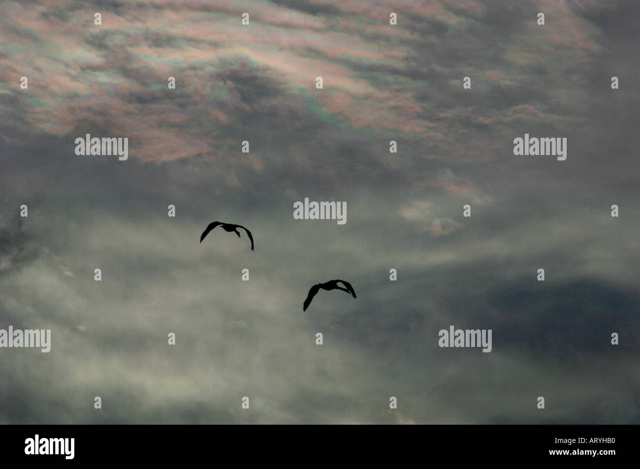 Schwäne im Flug Stockfoto