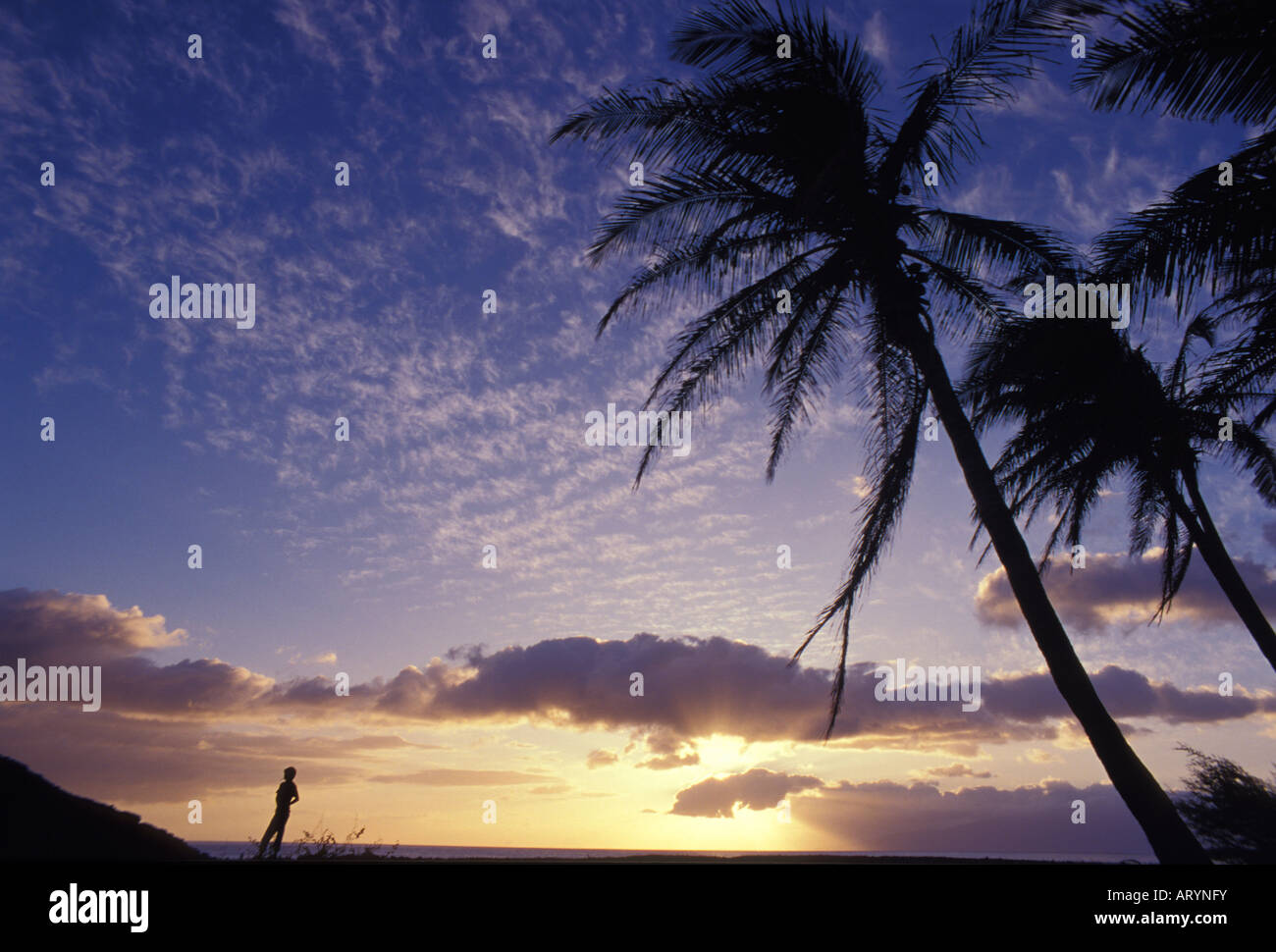 Person Sonnenuntergang mit hohen Wolken und Palmen Bäume außerhalb Lahaina entlang der Küste. Stockfoto