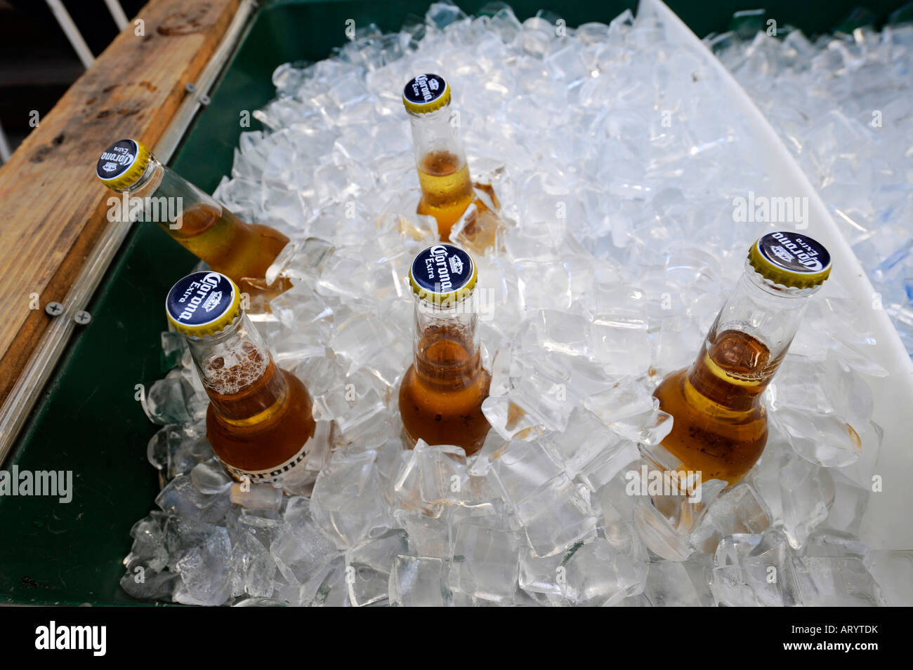 Flaschen Bier auf Eis in Key West Florida Stockfoto