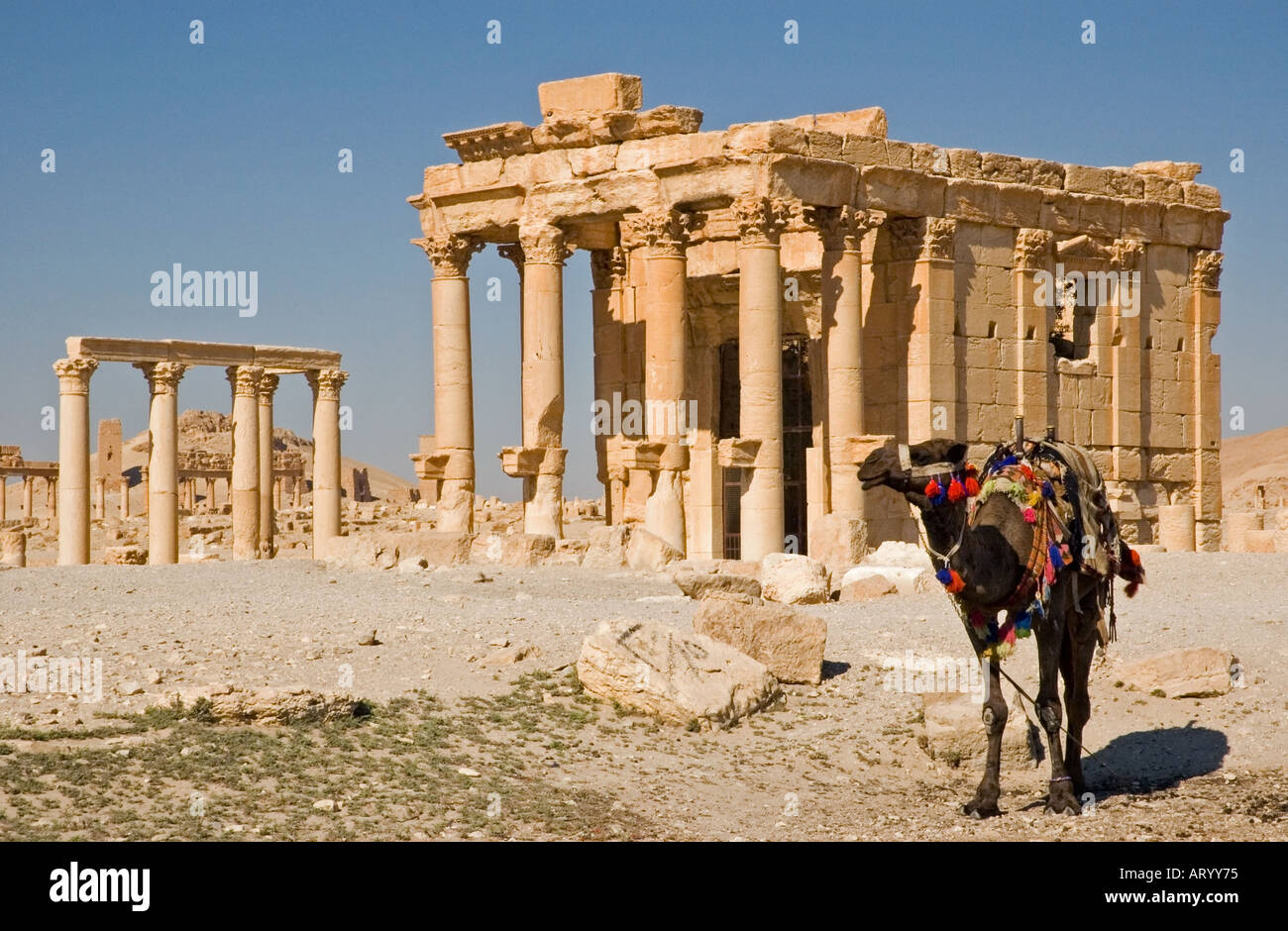 Tempel des Baal Shamin, inmitten der Ruinen der alten Tadmor, Palmyra, Zentrum von Syrien, Naher Osten. DSC 5958 Stockfoto