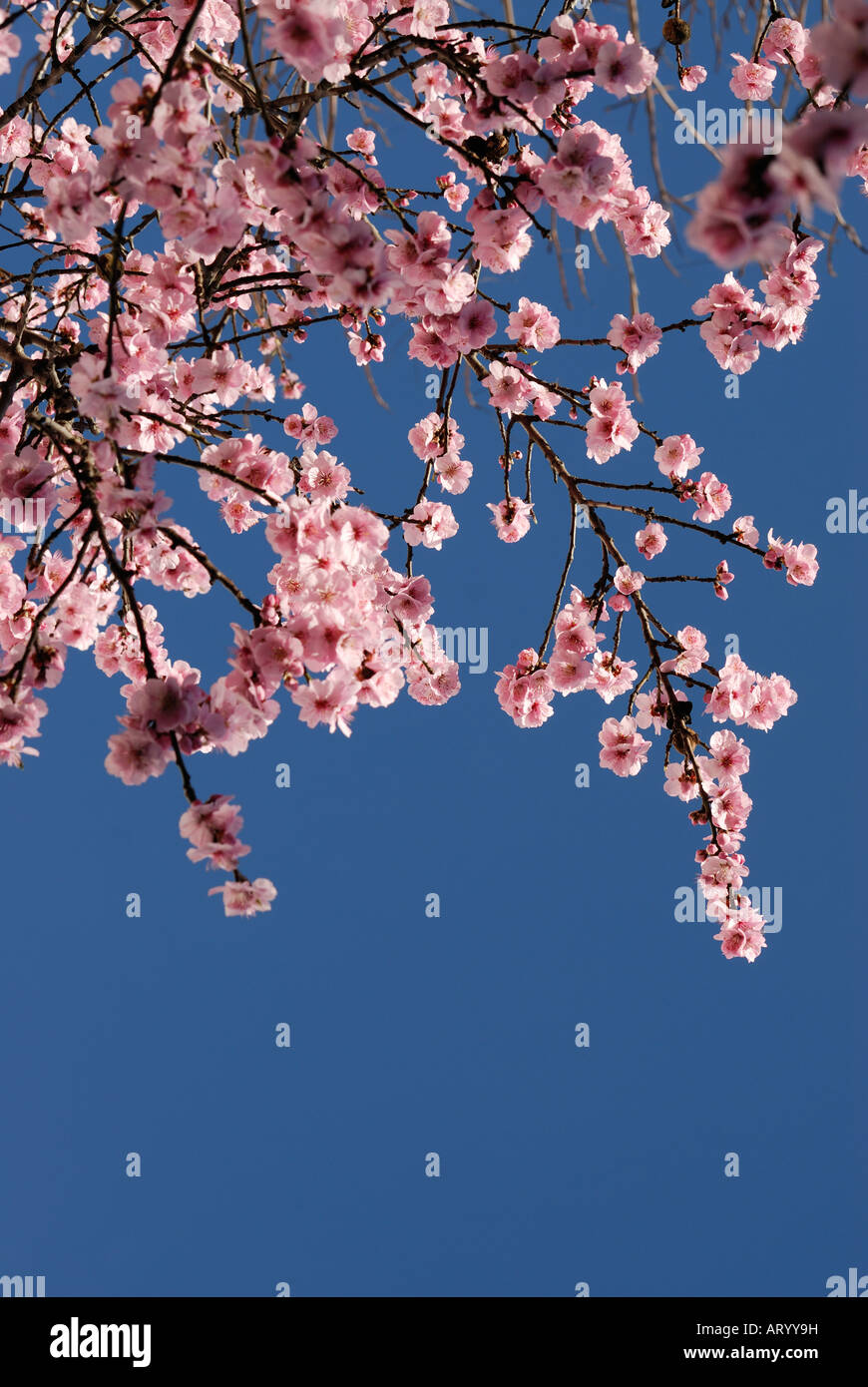 Sakura/Cherry Blossom Stockfoto