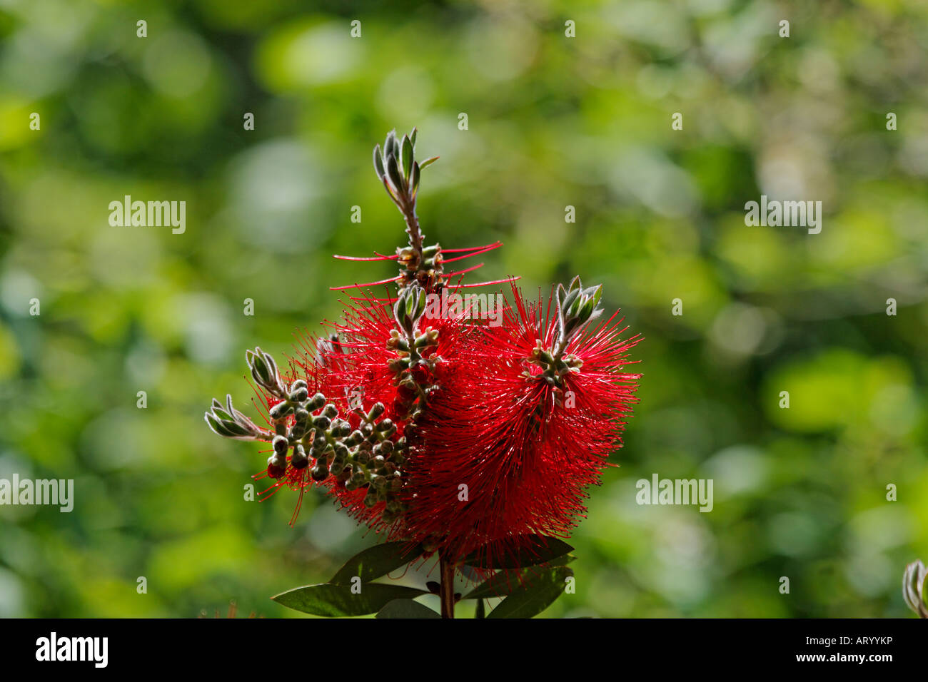 Zylinderputzer Citrinus, Crimson Bottlebrush Myrtaceae Stockfoto