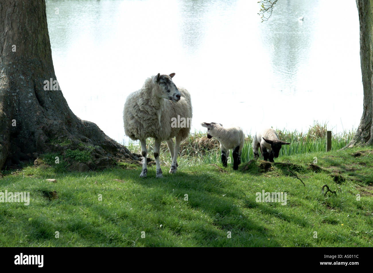 Schafe mit Lämmern 02 Stockfoto