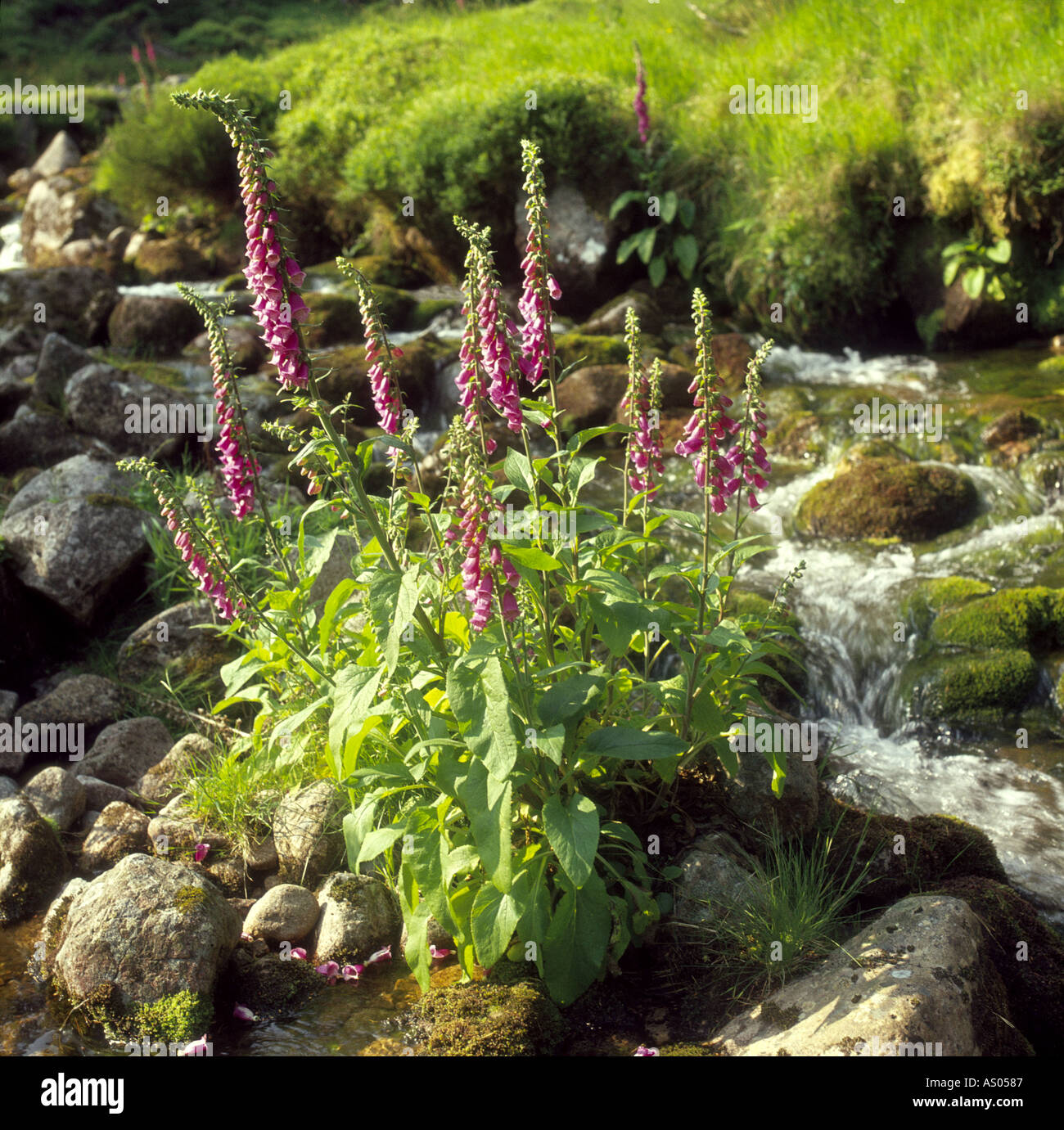 Fingerhut Digitalis Purpurea durch ein Highland Wald Stream GFLM 1024 Stockfoto