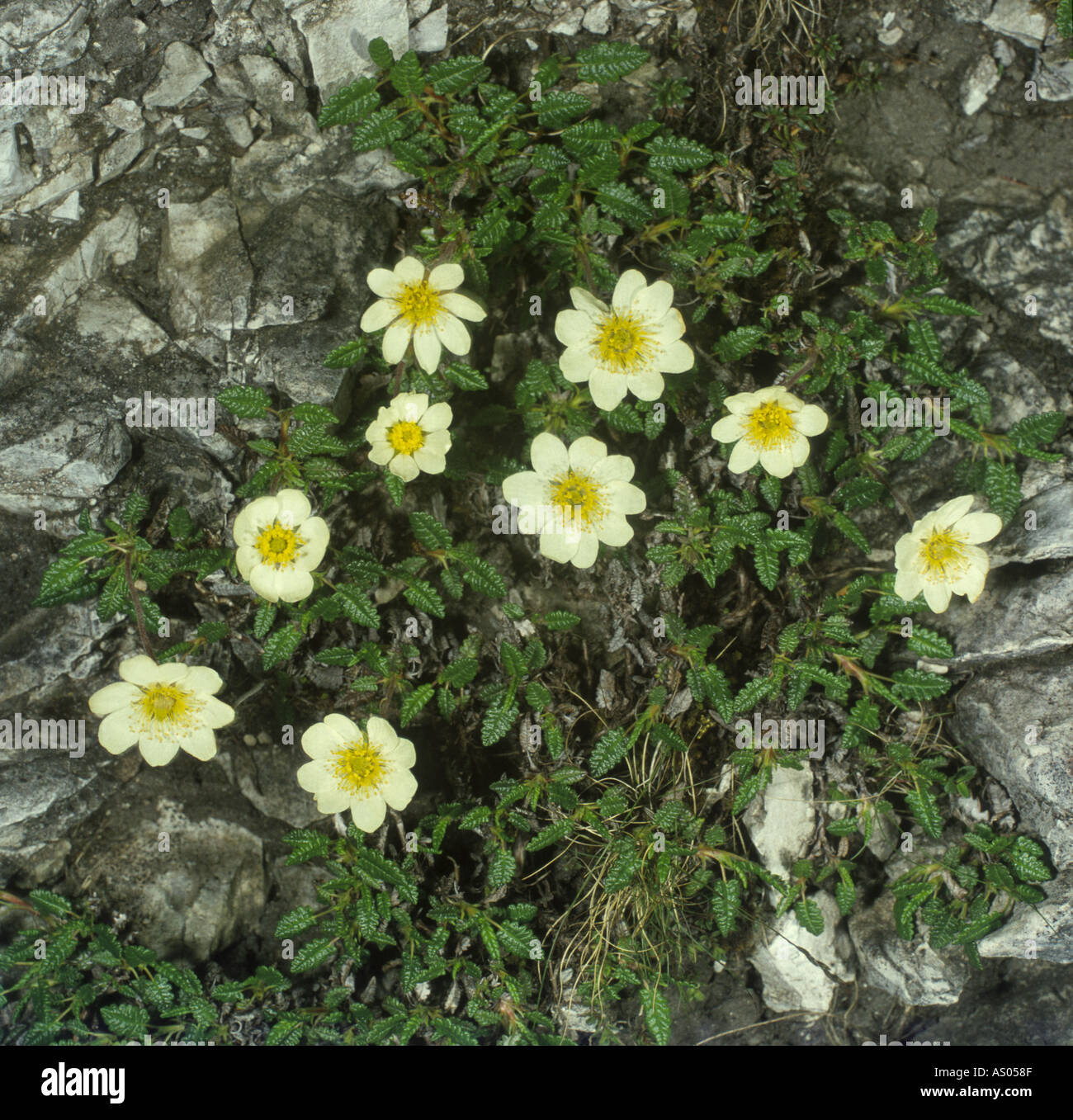 Mountain Avens Dryas Octopetala Inchnadamph Assynt Sutherland schottischen Highlands GFLM 1025 Stockfoto