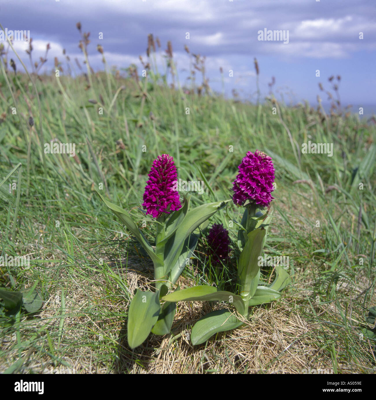 Nördlichen Marsh Orchidee Dactylorhiza Purpurella North East Scotland UK Stockfoto