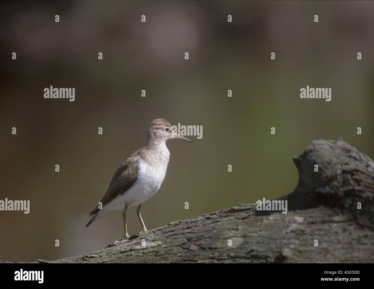 Sandpiper Tringa Hypoleucos am Flussufer Baum Stockfoto