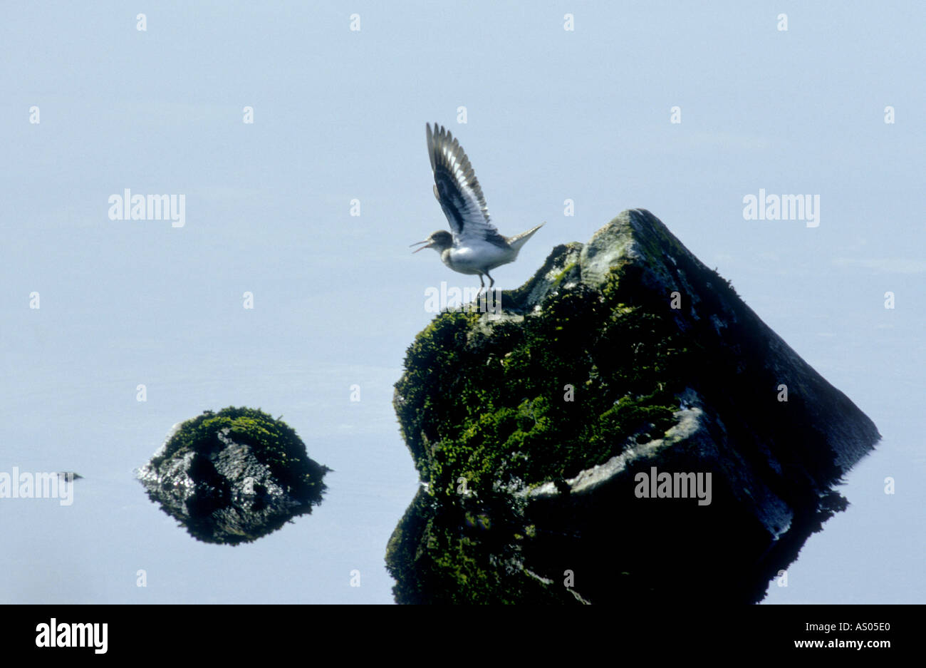 Sandpiper Tringa Hypoleucos abheben von Waterside rock GBI 1018 Stockfoto