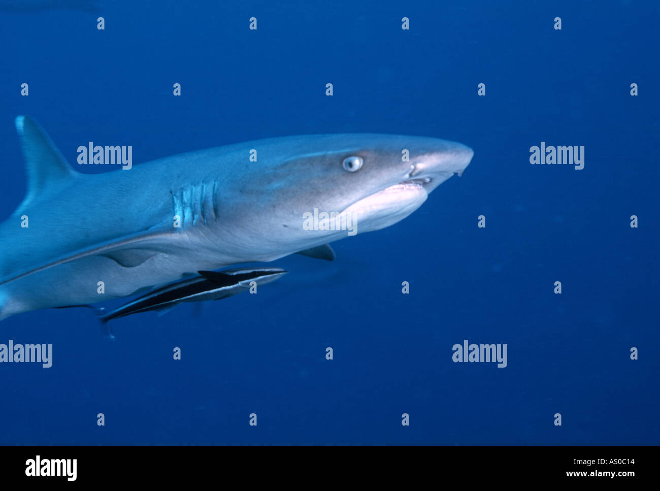 Weißspitzen-Riffhaie Triacnodon Obesus mit Suckerfish Echeneis Naucrates "Great Barrier Reef" Stockfoto