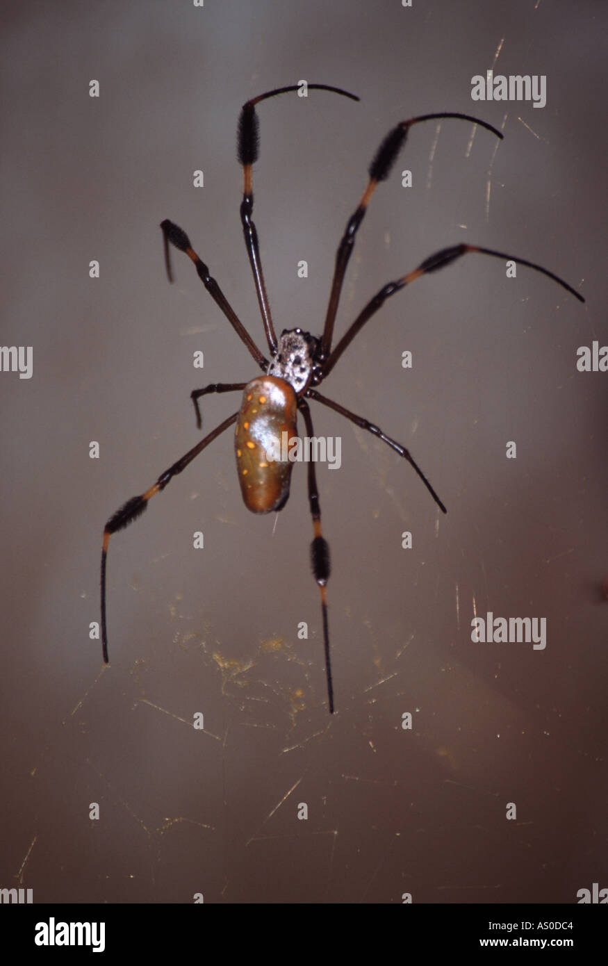 Golden Orb Spider (Kulturdialogs Clavipes), Costa Rica Stockfoto