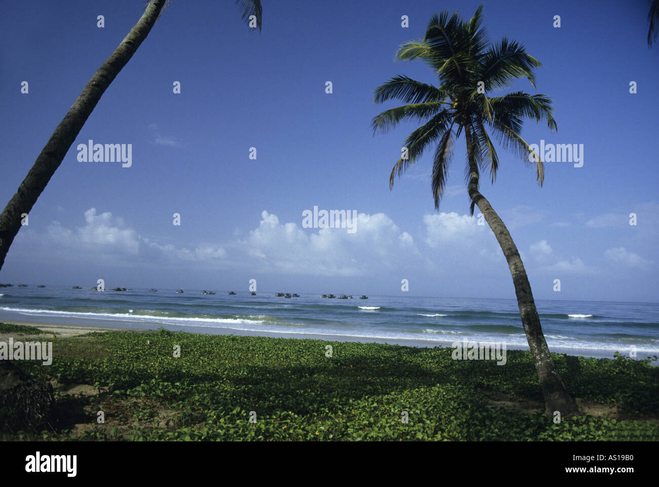 Indien Goa Staat Kokospalmen auf Colva Beach Stockfoto