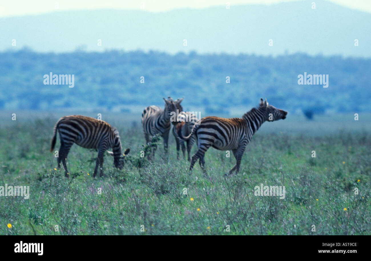 Herde von Burchells Zebras grasen in Nairobi Nationalpark Kenia Afrika Stockfoto