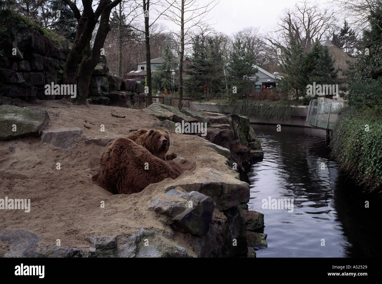 Noorder Dierenpark Emmen Bärengehege Stockfoto