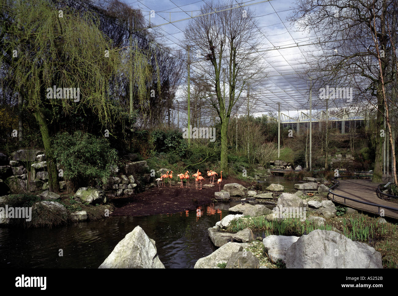 Noorder Dierenpark Emmen Südamerikanischer Vogelgarten, Flamingos Stockfoto