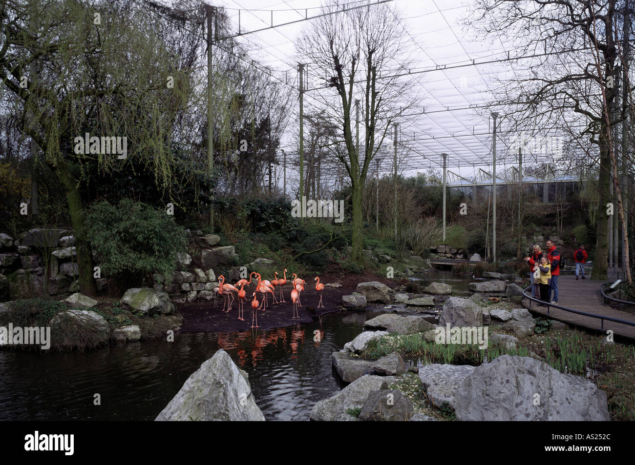 Noorder Dierenpark Emmen Südamerikanischer Vogelgarten, Flamingos Stockfoto