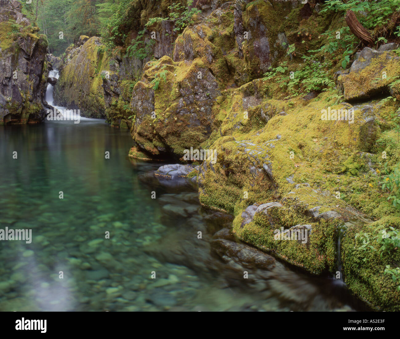 Oregon s Opal Creek Wilderness und Opal-Pool Stockfoto