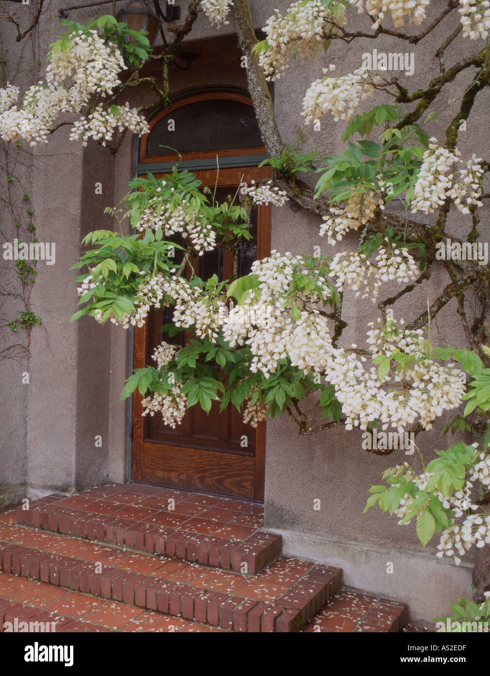 Portland Oregon Bischof schließen Garten und Glyzinien Blüten über Tür Stockfoto