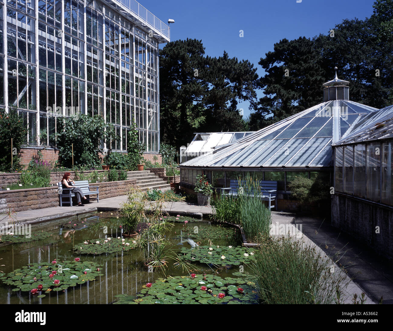 Halle, Botanischer Garten, Palmen Und Victoria-Regia-Haus Stockfoto