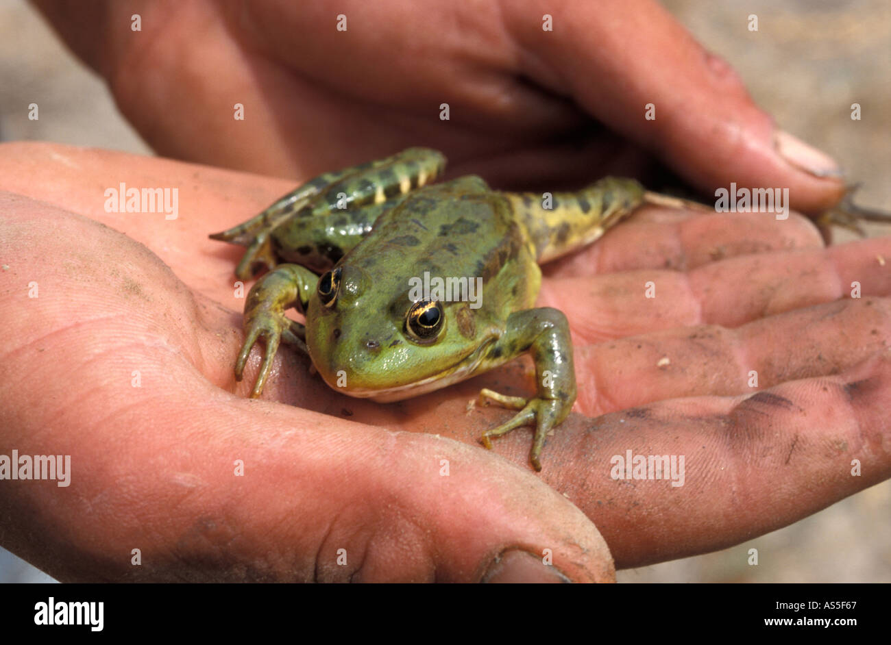 Frosch, hand Stockfoto