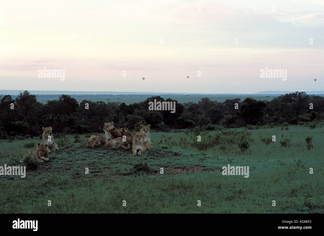 Löwe stolz bei Sonnenaufgang mit Heißluftballons über die Savanne der Masai Mara National Reserve Kenia Afrika Stockfoto