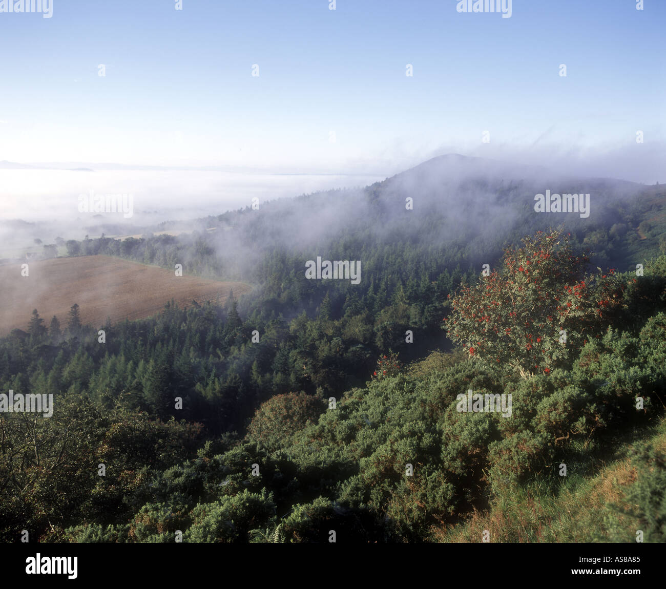 Am frühen Morgennebel Eildon Hills schottischen Grenzen Schottland Stockfoto