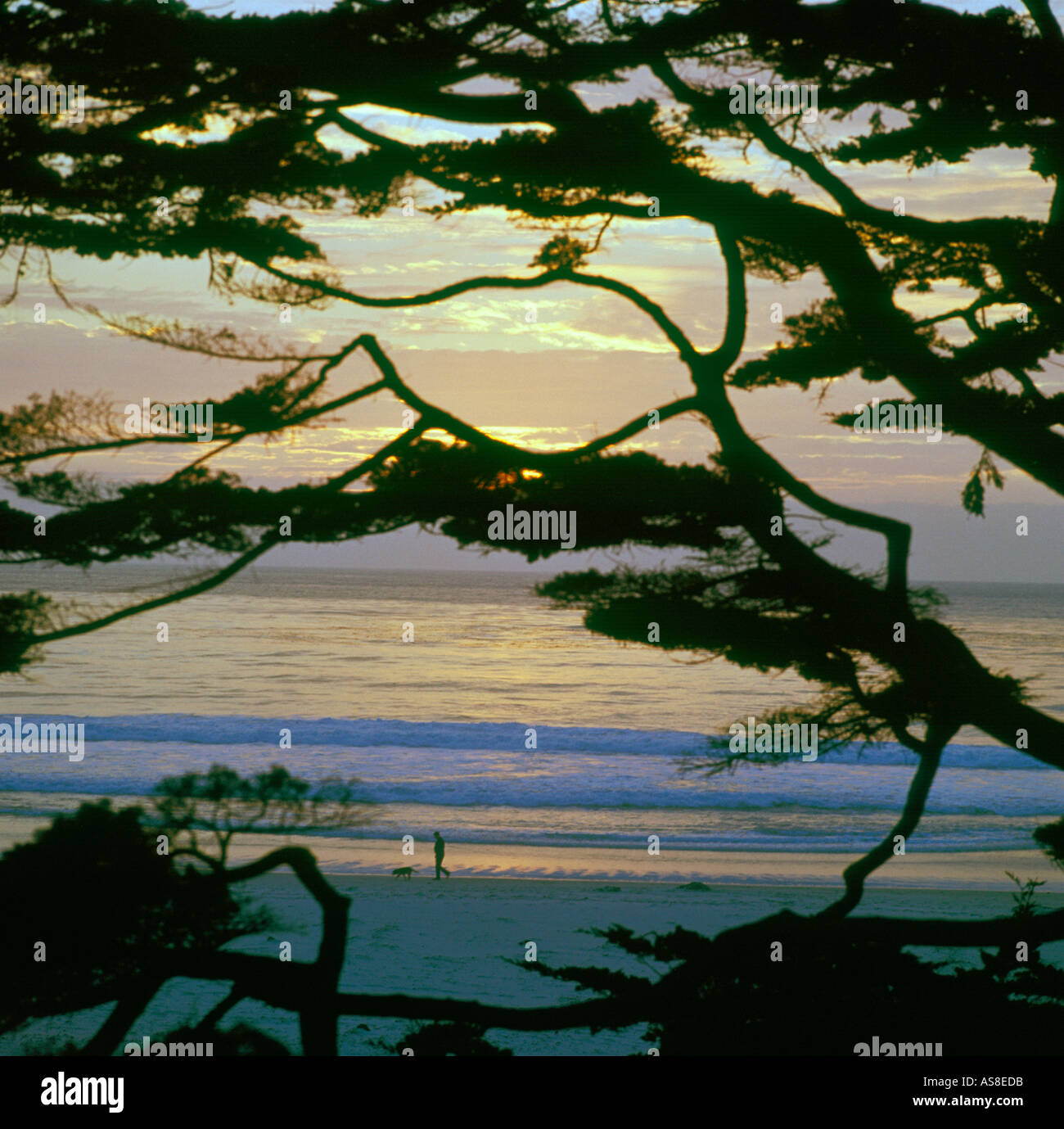 Strand Sonnenuntergang am Carmel Kalifornien USA-Zypresse Stockfoto