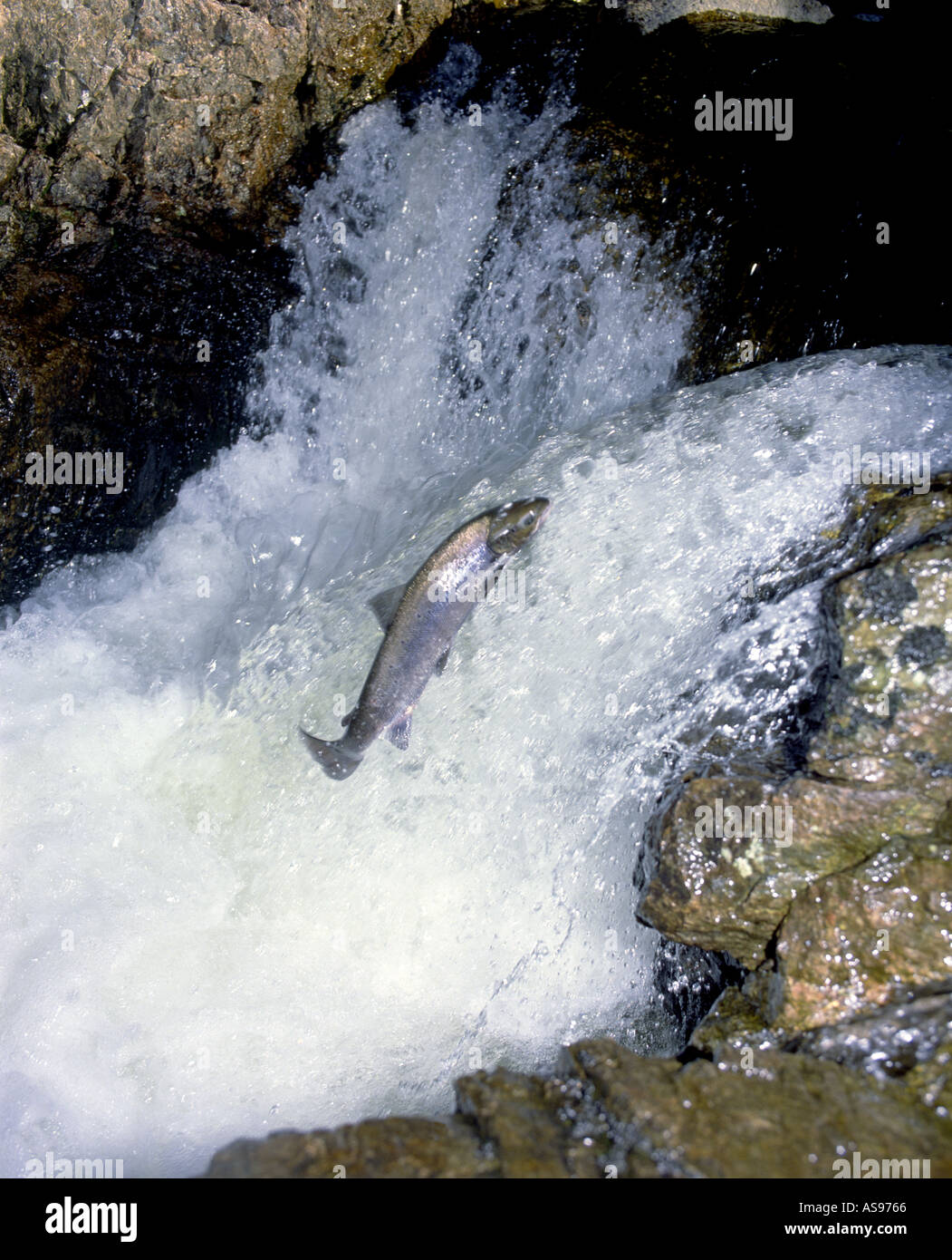 Springenden Lachs Salmo Salar flussaufwärts auf seine drauf Fluss Migration GFIM 1012 Stockfoto