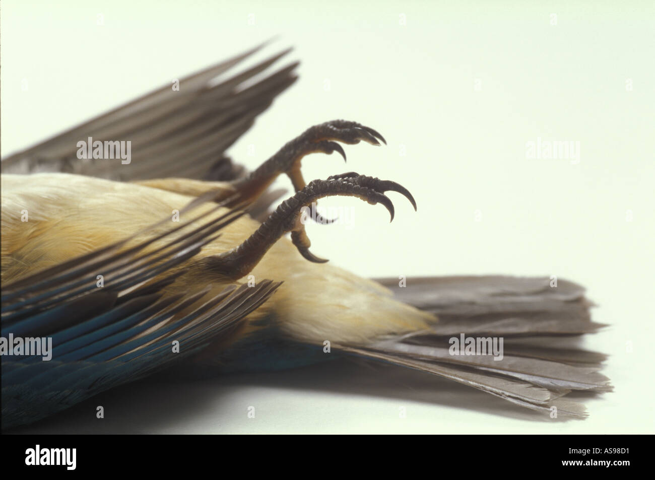 Tot blauen Eisvogel mit Beinen in der Luft zu mehr toten Vogel Fotos suche steley toten Vogel Stockfoto