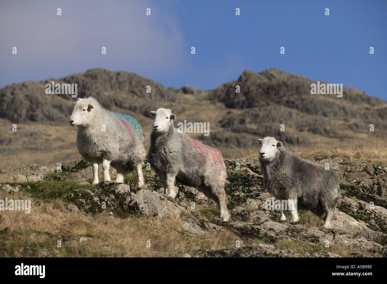 Herdwick Schafe auf Hochland fiel am Wrynose Pass Cumbria Stockfoto