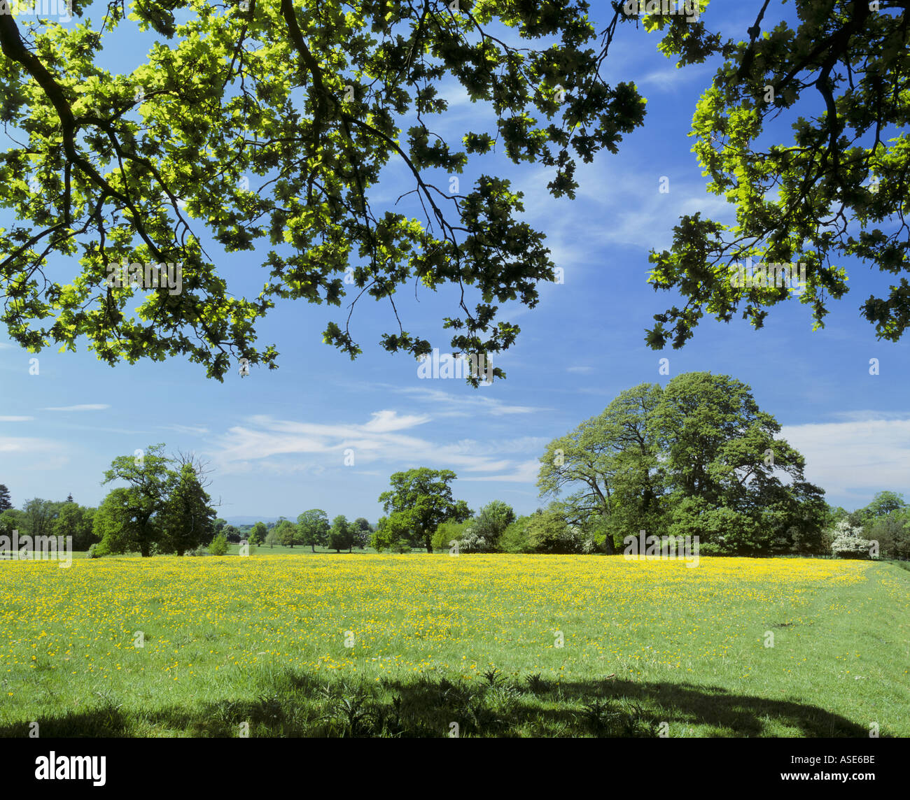 Attingham Park Stockfoto