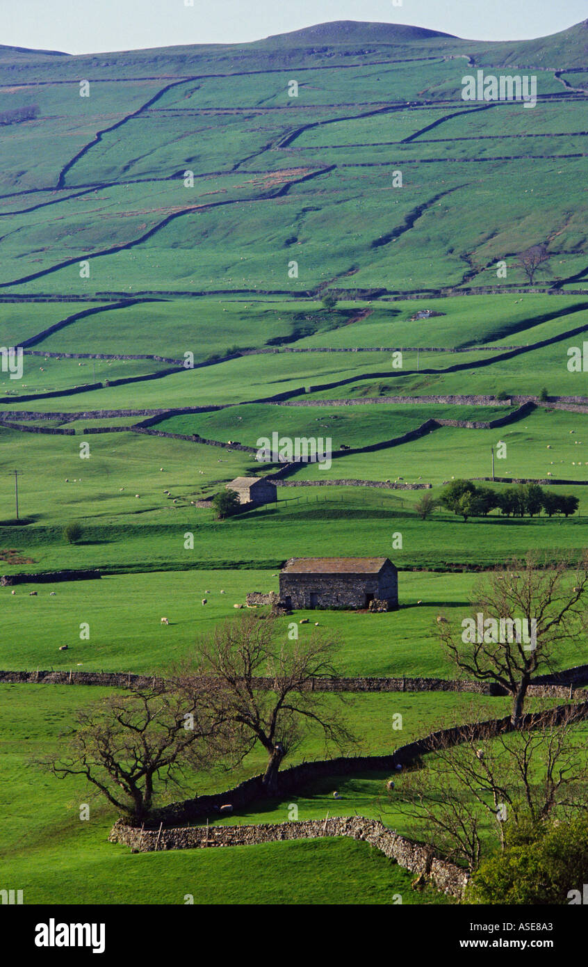 North Yorkshire Dales England Steinmauern und Felder Stockfoto