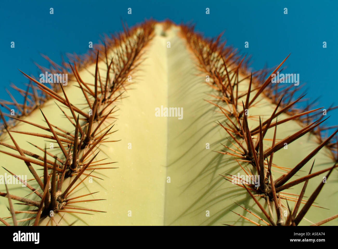 Nahaufnahme von Stacheln und Dornen auf einem Saguaro-Kaktus Stockfoto