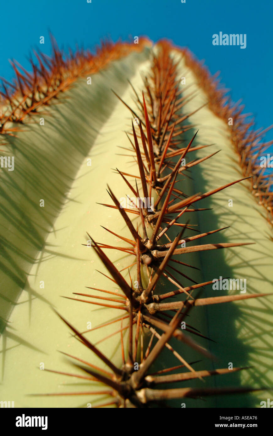 Nahaufnahme von Stacheln und Dornen auf einem Saguaro-Kaktus Stockfoto