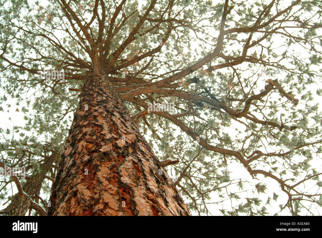 Blick nach oben entlang des Rumpfes einer hohen alten Kiefer Stockfoto