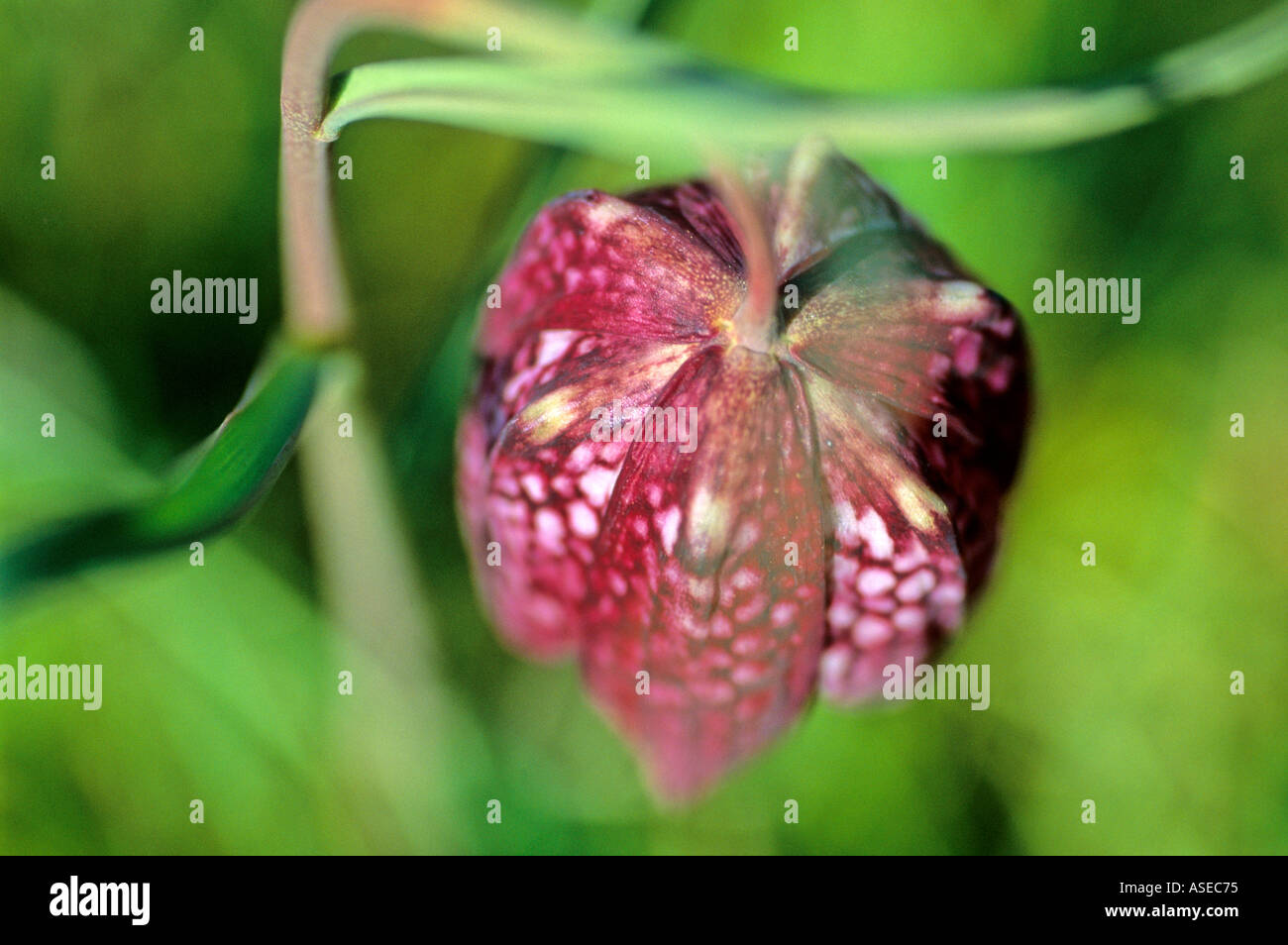 Schlange s Kopf Fritillary Fritillaria meleagris Stockfoto