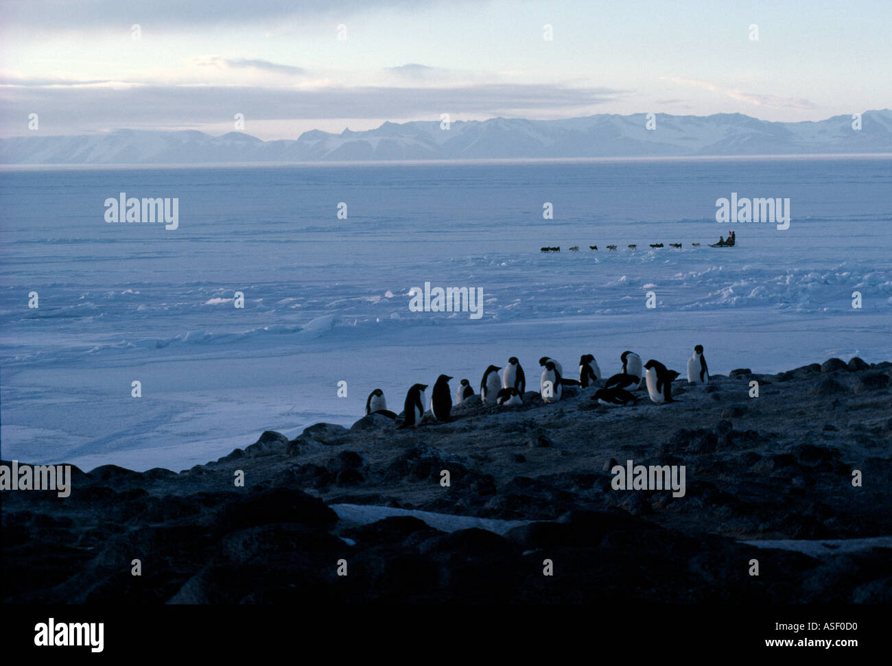 Team der Huskies ziehen Schlitten auf schnelle Meereis vor Adelie Pinguin-Kolonie Kap Royds Ross Insel Antarktis Frühjahr Stockfoto