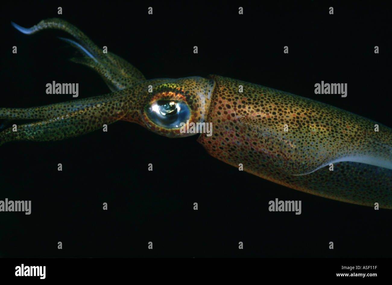 Breite Tintenfisch südlichen Reef Tintenfisch Tintenfisch Tintenfisch südlichen Calamari Sepioteuthis Australis Unterwasser Neuseeland Stockfoto