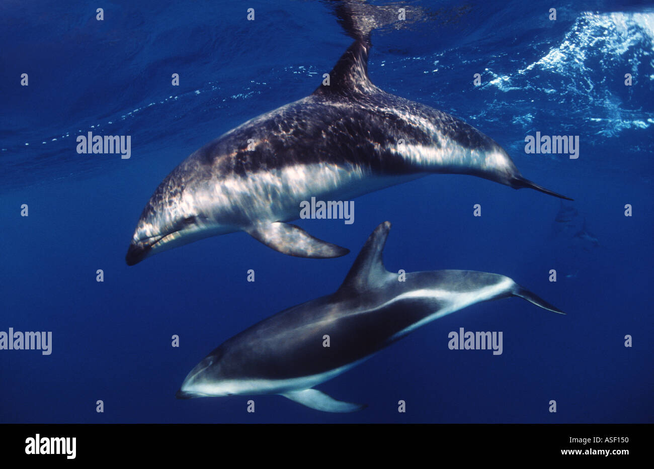 Dusky Delphine Lagenorhynchus Obscurus zwei schwimmen in klaren ozeanischen Wasser nur unter Oberfläche Südinsel Neuseeland Stockfoto