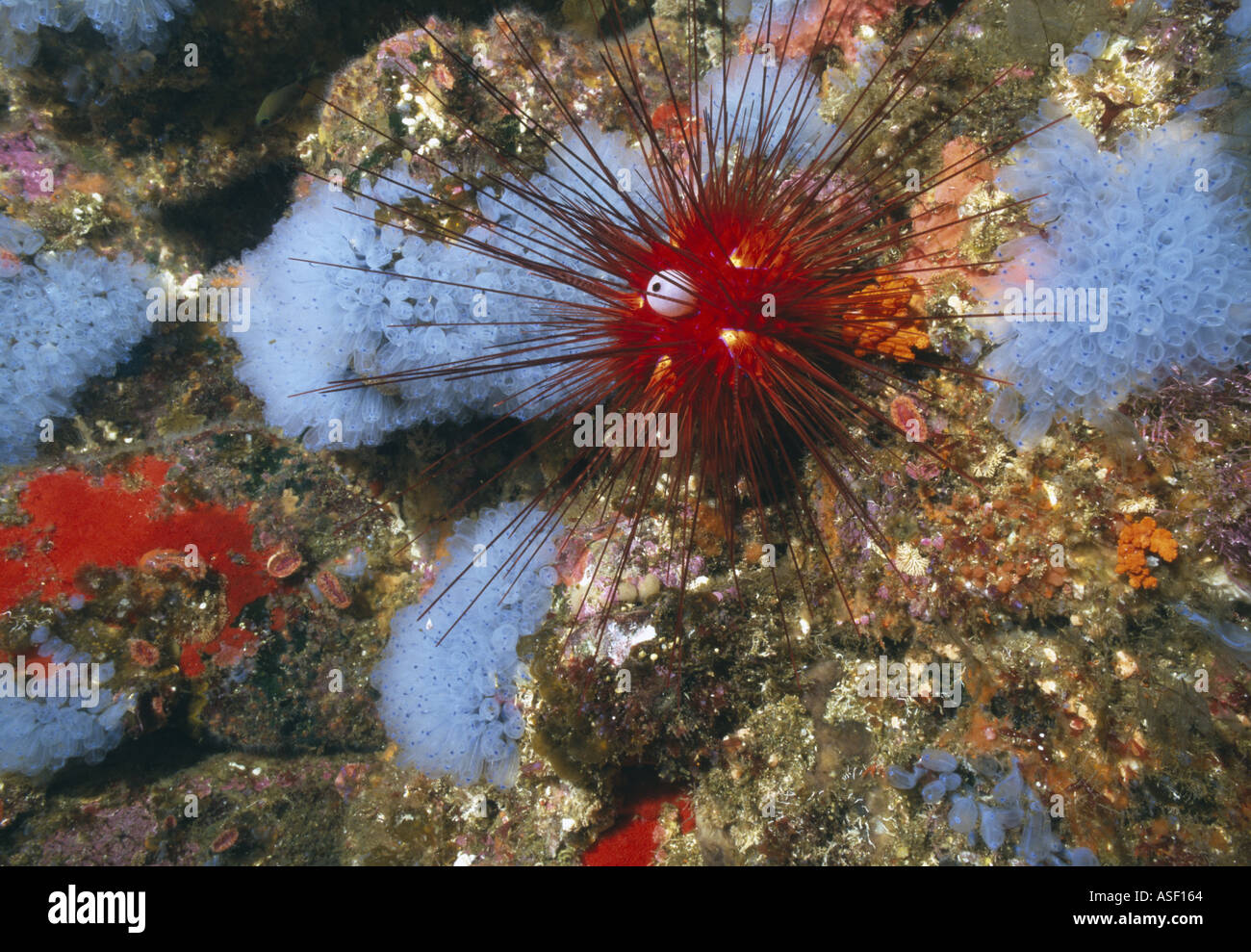 Exquisite Seeigel Diadema Palmeri saisonale blau tunicate Pycnoclavellina inkrustieren Fauna Unterwasser White Island Neuseeland Stockfoto