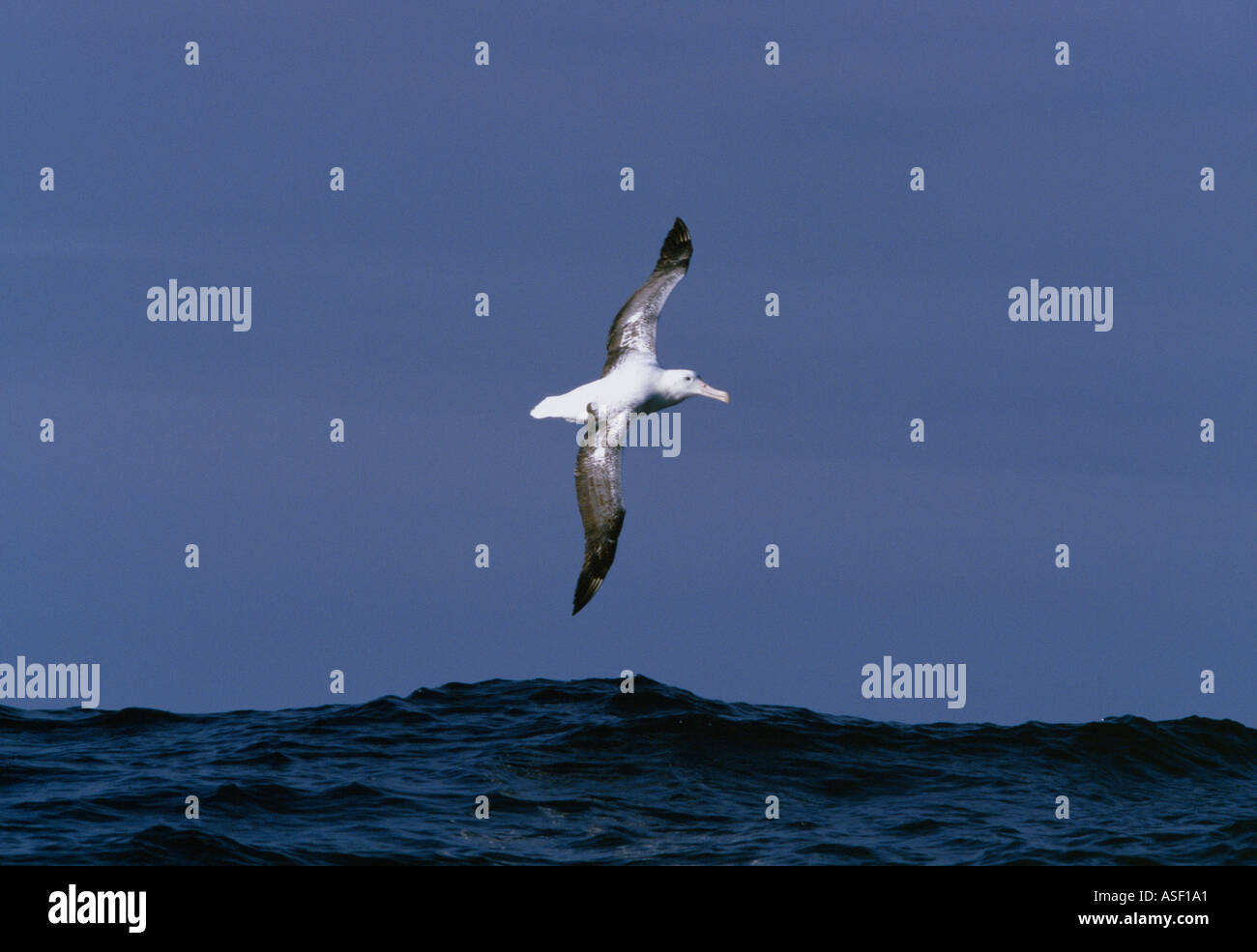 Südlichen Royal Albatros Diomedea Epomophora Epomophora Höhe über Meer in der Nähe von Auckland-Inseln Neuseeland Stockfoto