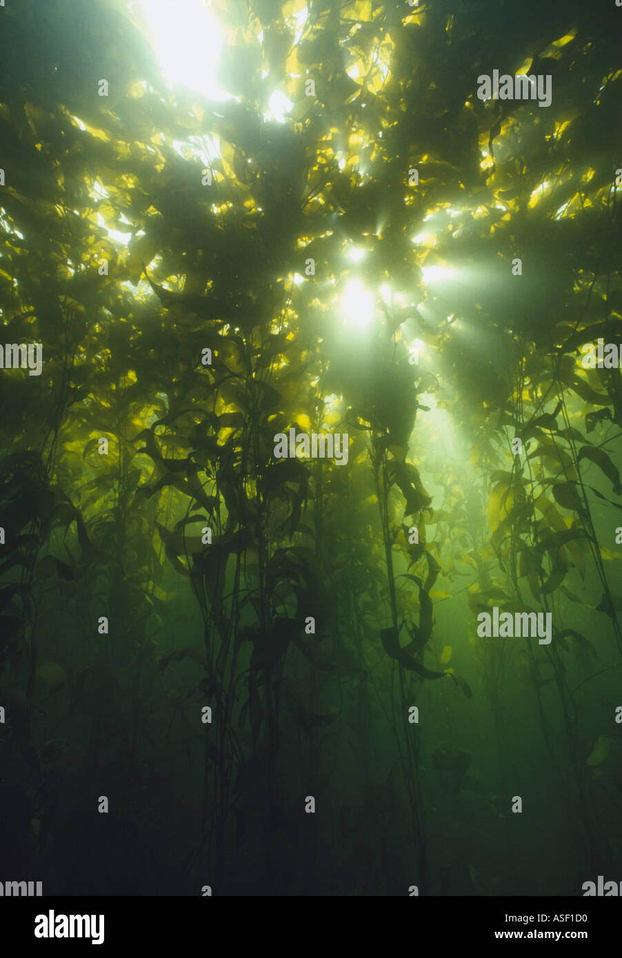 Unterwasser Wald aus riesigen Seetang Blase Seetang Macrocystis Pyrifera wächst an sonnigen Oberfläche des Meeres Stewart Island neue Z Stockfoto