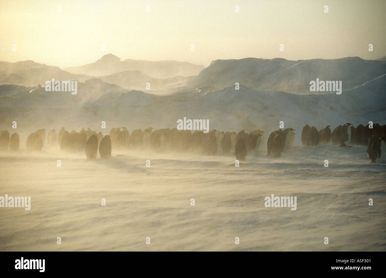 Kaiserpinguine Aptenodytes Forsteri beginnen, zusammen zu drängen, wie Blizzard Cape Crozier Ross Insel Antarktis stärkt Stockfoto