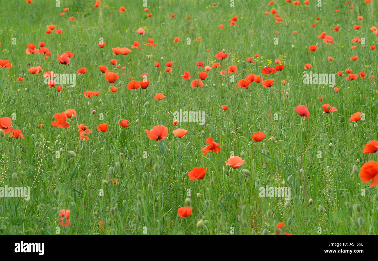 Poppy Field Close Up Stockfoto